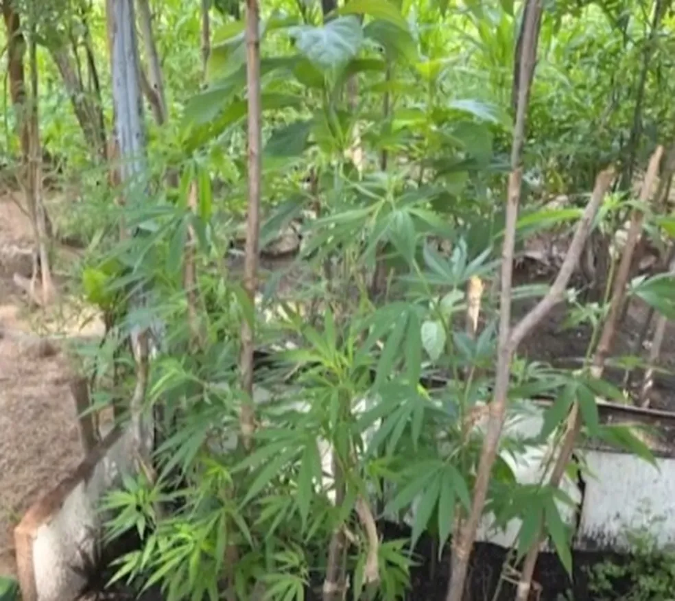 Policia prende casal com plantação de maconha em residência no Piauí