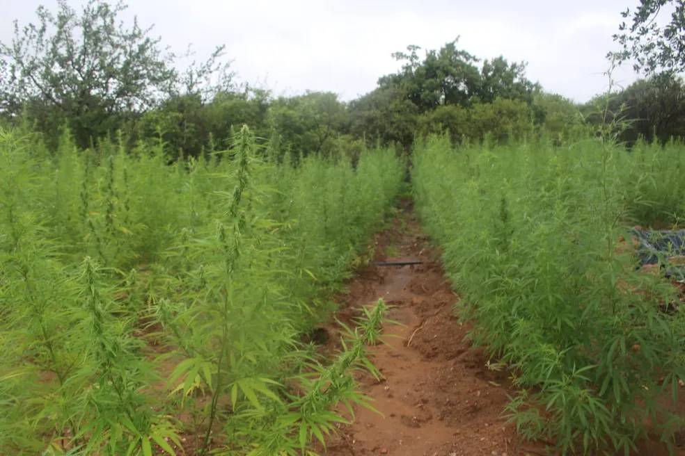 Polícia Militar encontra 2 hectares de plantação de maconha com no Piauí