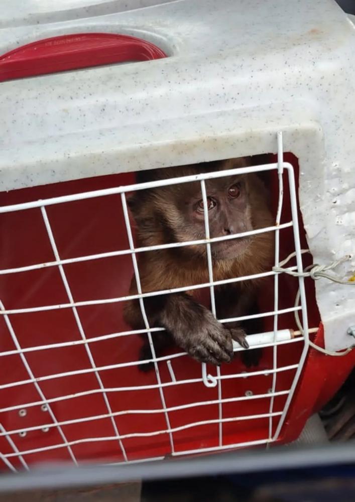 Macaco que viralizou nas redes socias, foi capturado pelo IBAMA