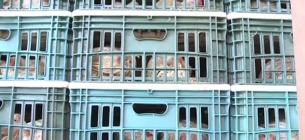 Carga com 7.200 galinhas é apreendida durante fiscalização por falta de documentação em Floriano 