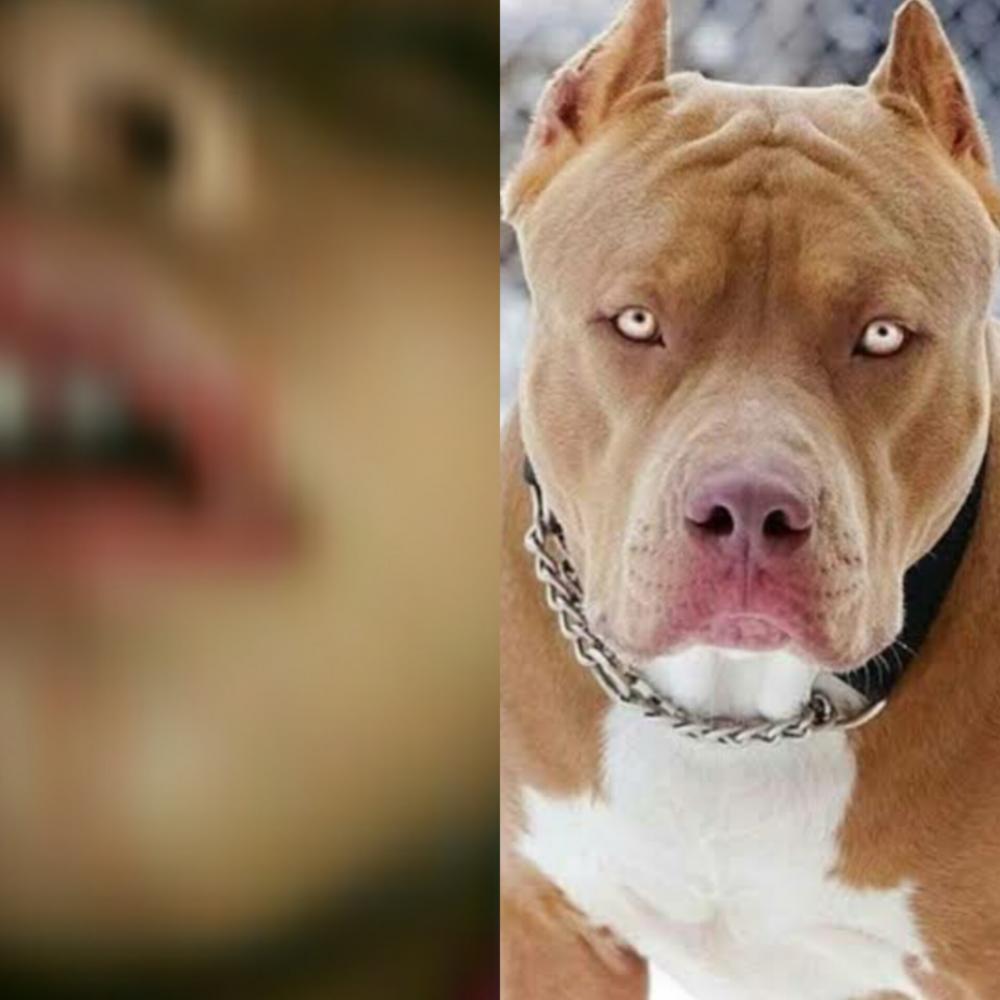 Bebê de 2 meses é atacado por pitbull dentro de sua própria casa em Floriano
