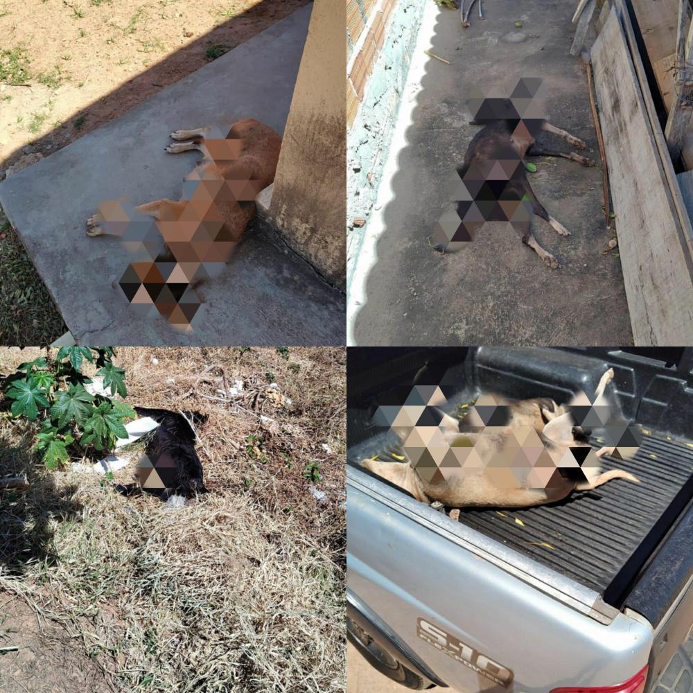 Cachorros são mortos com suspeita de envenenamento no Piauí