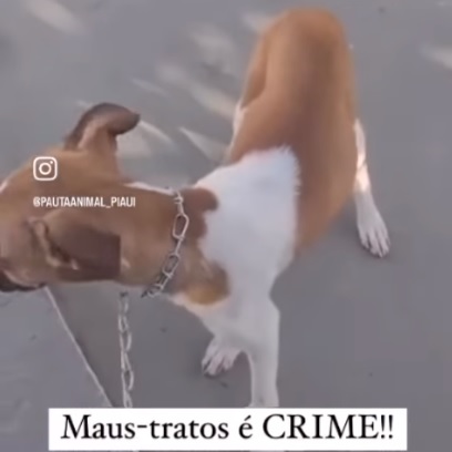 Polícia investiga homem que gravou vídeo agredindo cachorra em Floriano