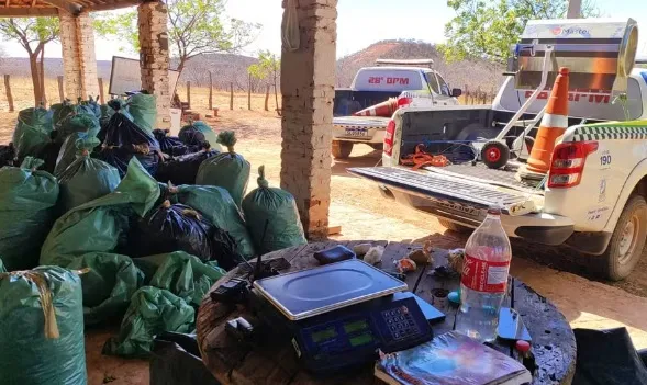 Polícia encontra plantação e depósito de maconha em sítios no Sul do Piauí
