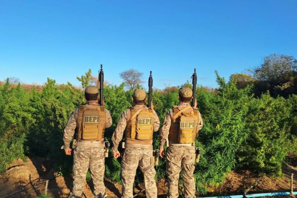 Polícia Militar localiza roça de maconha de cerca de 5 hectares