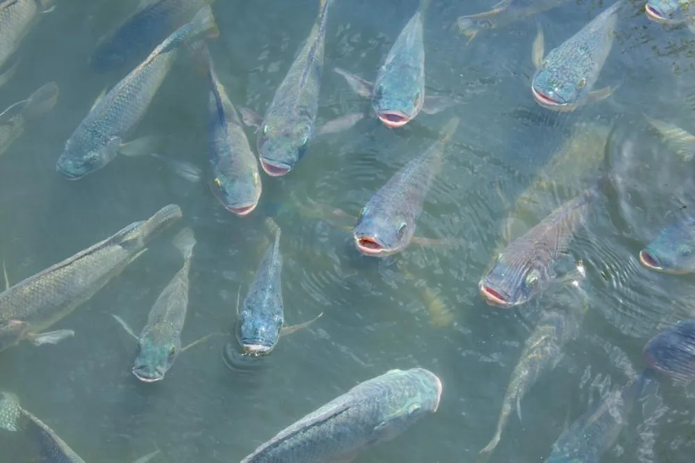 Projeto de lei no Senado pede separação da aquicultura da pesca
