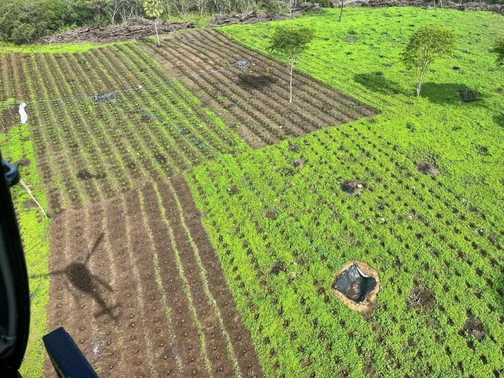 Polícia localiza plantação que produziria 13 toneladas de maconha e prende quatro suspeitos no Piauí