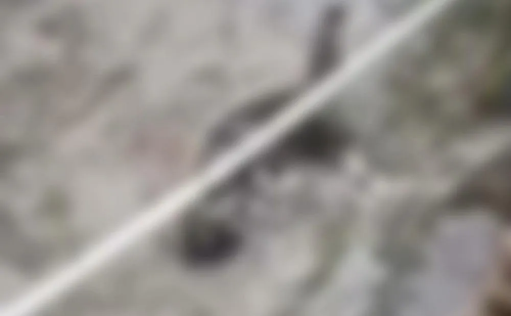 Vizinhas entram em conflito após morte de gatos; acusada nega crime e afirma que animais prejudicaram saúde de seu bebê