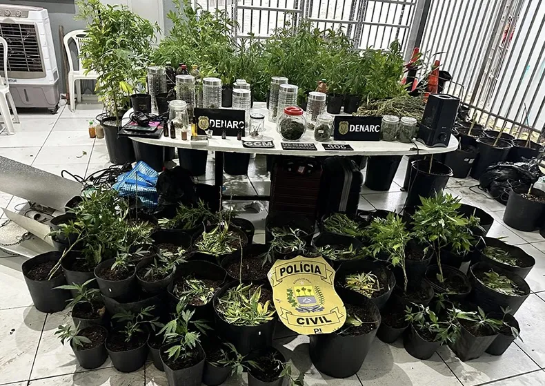 Advogado preso com mais 50 pés de maconha é solto; defesa alega consumo