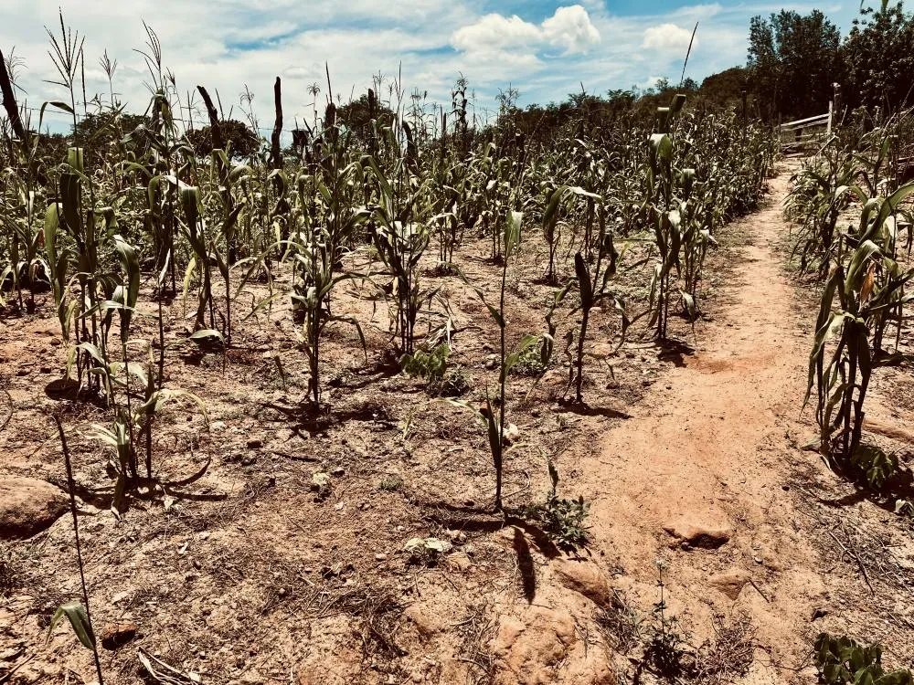 Governo prorroga por mais 90 dias decreto de situação emergencial da seca em Floriano e mais 128 municípios do Piauí