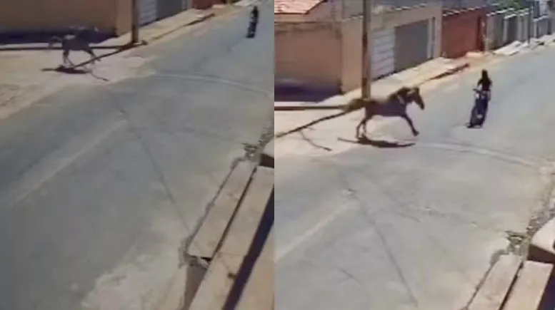 Polícia identifica dono de cavalo envolvido em acidente que matou motociclista