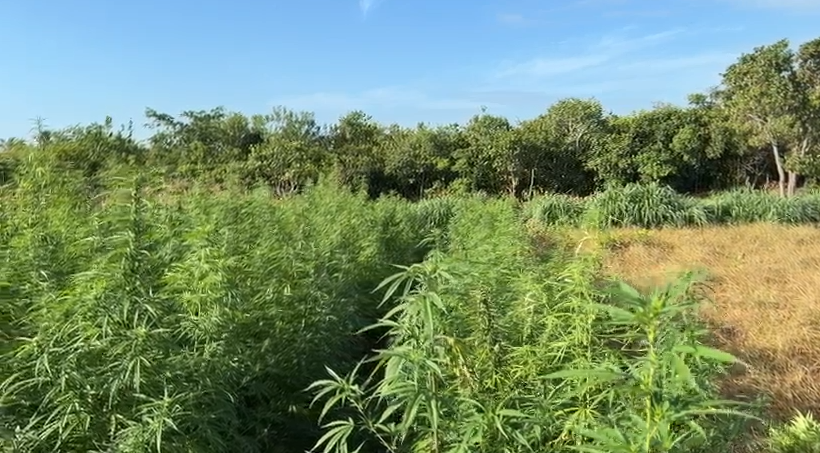 Operação integrada entre PI, MA e PE localiza 50 mil pés de maconha