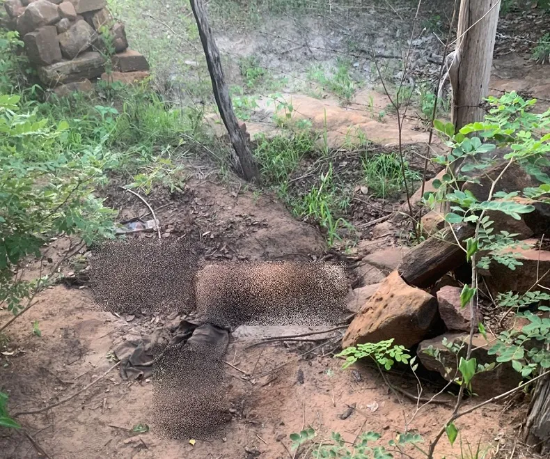 Ossada humana é encontrada na zona rural de Picos