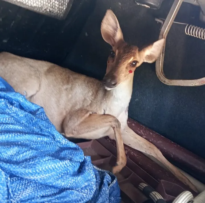 Cerva é resgatada na zona Sul de Teresina; animal vai passar por reabilitação