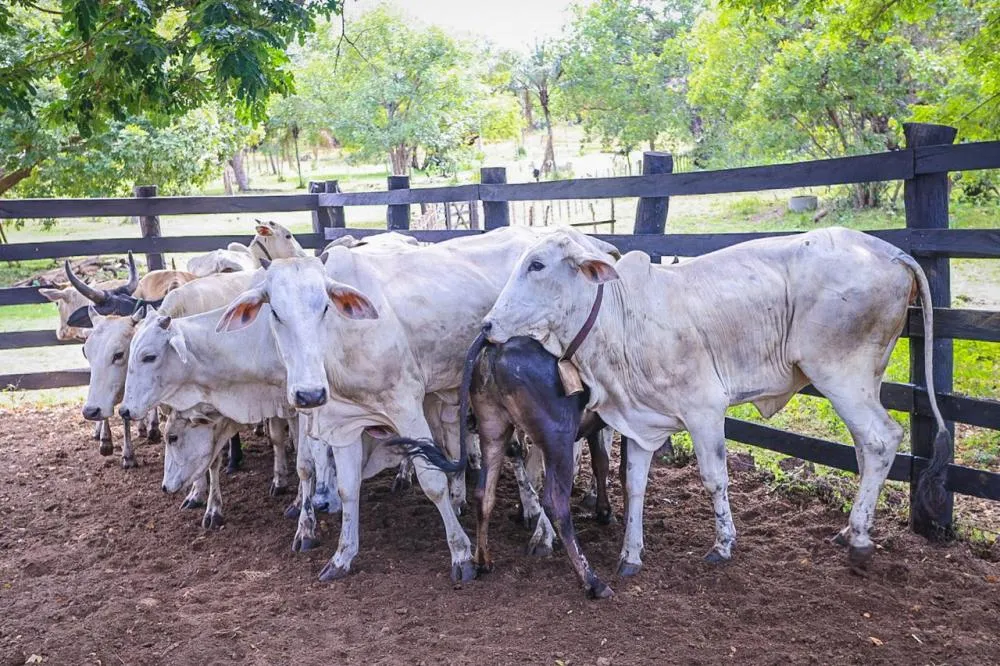 Piauí registra 427 milhões de animais no trânsito agropecuário em 2025