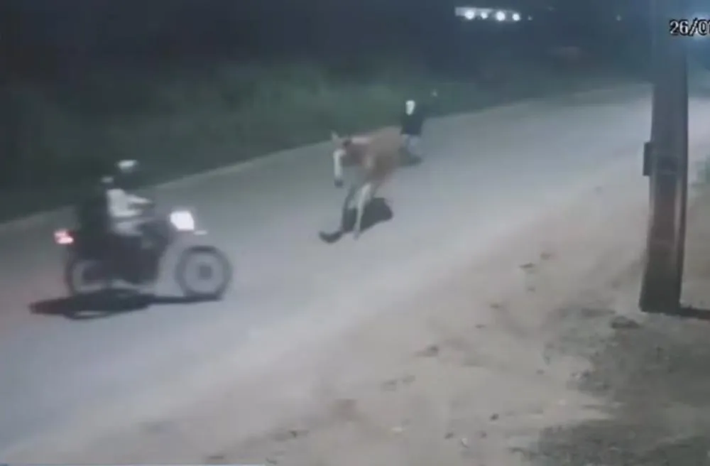 Motociclista bate em jumento, cai do veículo e é assaltado no MA