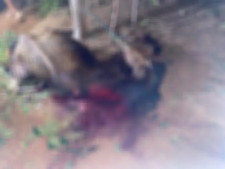 Polícia investiga morte de cavalo encontrado amarrado e mutilado no Piauí