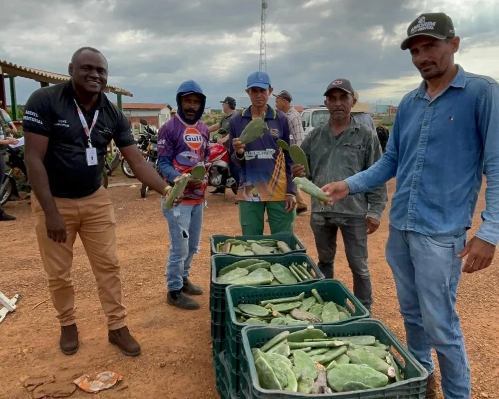 Agricultores atingidos pela estiagem iniciam plantio de palma forrageira no PI
