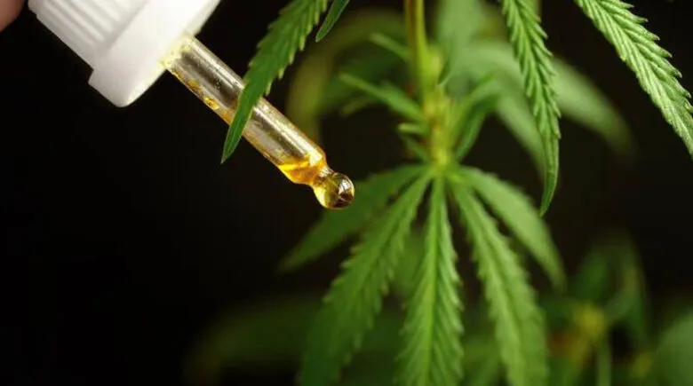 Novas regras para cultivo e pesquisa de cannabis no Brasil entram em vigor em agosto