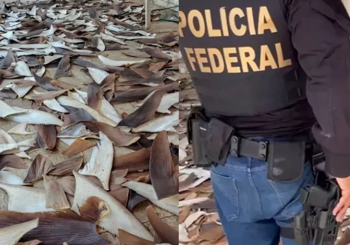 PF fecha ponto ilegal com 1,5 tonelada de barbatanas de tubarão na Bahia