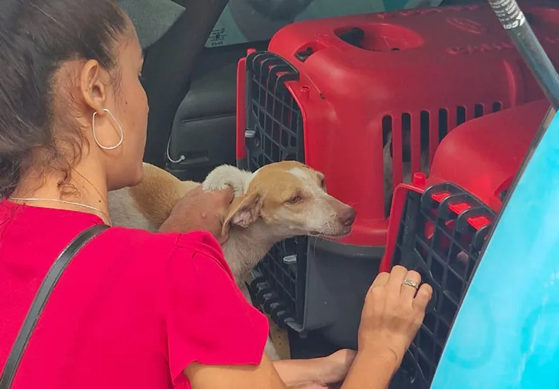 Edital prevê parceria para abrigo de cães e gatos resgatados no Piauí; confira