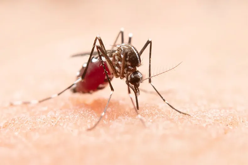 Dengue liderou casos de arboviroses em 2025 no PI; Teresina tem redução