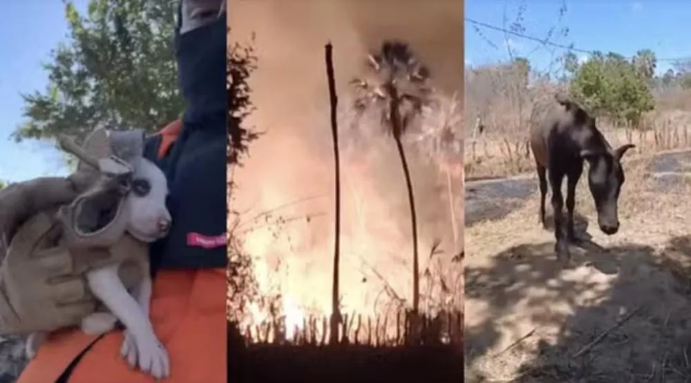 Bombeiros resgatam cavalos feridos e filhotes de cachorro durante incêndio em Oeiras-PI